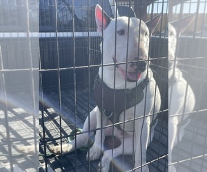 Bull Terrier Puppy for sale in EXETER, CA, USA