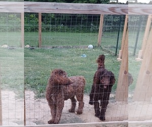 Poodle (Standard)-Standard Spitz Mix Puppy for sale in LOUISA, VA, USA