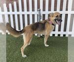 GINGER - Female German Shepherd Dog-Unknown Mix Dog for Adoption - Small photo
