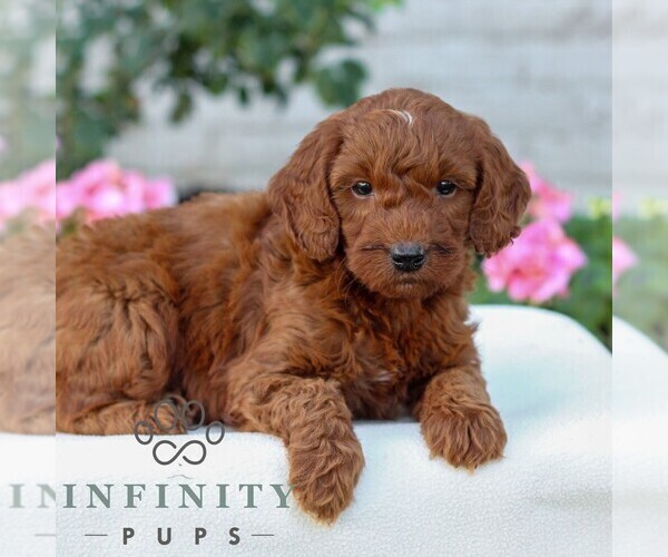 Medium Photo #3 Goldendoodle (Miniature) Puppy For Sale in LITITZ, PA, USA