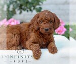Small #2 Goldendoodle (Miniature)