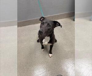 Mutt Dogs for adoption in Las Vegas, NV, USA