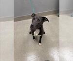 Small Mutt