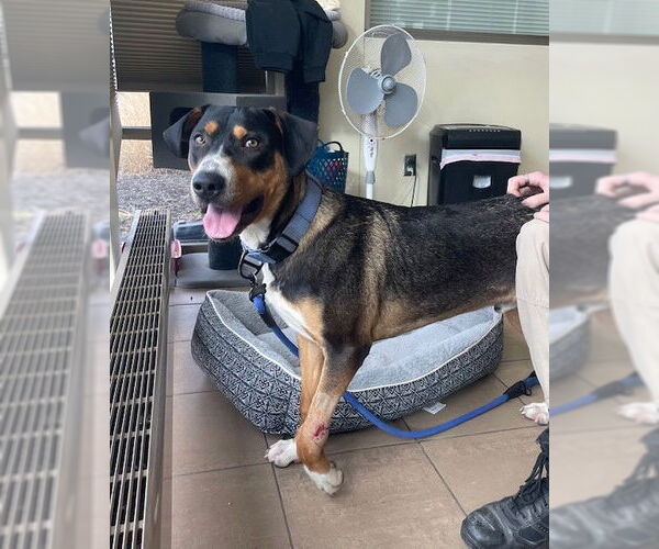 Medium Photo #1 Bernese Mountain Dog-Treeing Walker Coonhound Mix Puppy For Sale in Lee's Summit, MO, USA
