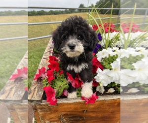 Miniature Australian Shepherd-Poodle (Toy) Mix Puppy for sale in RICHLAND, MO, USA