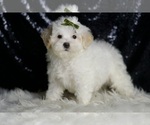 Puppy Chunky Maltipoo (Miniature)