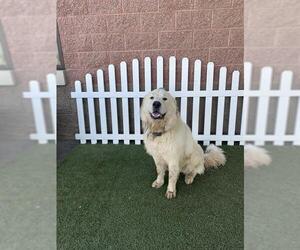 Great Pyrenees Dogs for adoption in Modesto, CA, USA