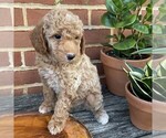 Small #2 Goldendoodle (Miniature)