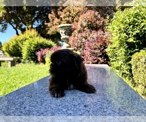 Medium Photo #23 Shih Tzu Puppy For Sale in HAYWARD, CA, USA