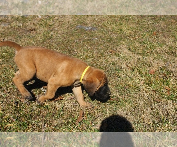 Medium Photo #2 Mastiff Puppy For Sale in CLARKRANGE, TN, USA
