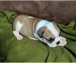 Small Photo #4 English Bulldog Puppy For Sale in HOLDEN, MO, USA
