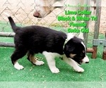 Small Photo #10 Border Collie Puppy For Sale in ELMENDORF, TX, USA