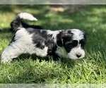 Small #1 Havanese