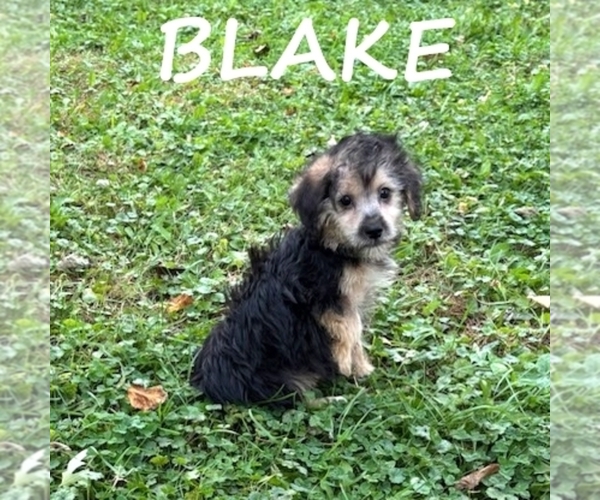 Medium Photo #3 YorkiePoo Puppy For Sale in HARTLAND, MN, USA