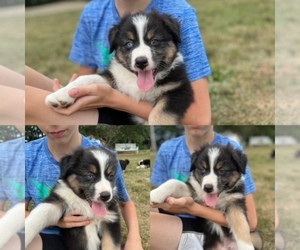 Australian Shepherd Puppy for Sale in KENSINGTON, Ohio USA