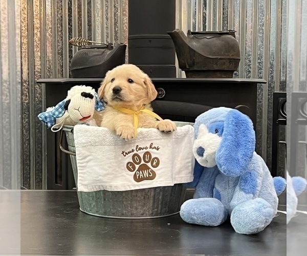Medium Photo #1 Golden Retriever Puppy For Sale in BIG CABIN, OK, USA