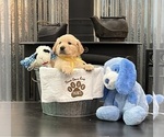 Puppy Mr Yellow Golden Retriever
