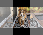 Small Mutt