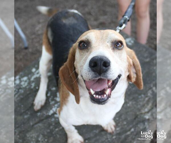 Medium Photo #6 Beagle-Unknown Mix Puppy For Sale in Washington, DC, USA