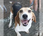 Small #5 Beagle Mix