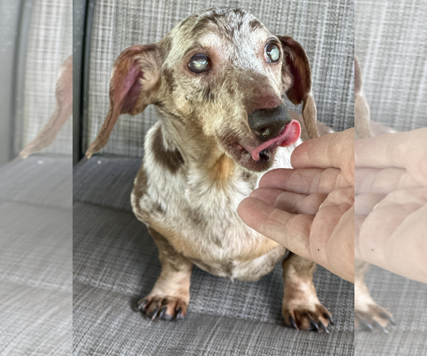 Medium Photo #4 Dachshund Puppy For Sale in Weston, FL, USA