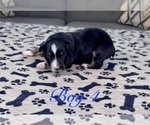 Small #23 Australian Shepherd
