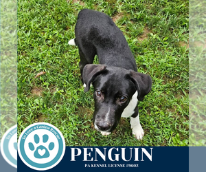 Labrador Retriever-Unknown Mix Dogs for adoption in Kimberton, PA, USA
