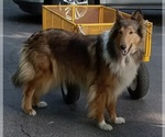 Small Photo #1 Cadoodle Puppy For Sale in PERU, IN, USA