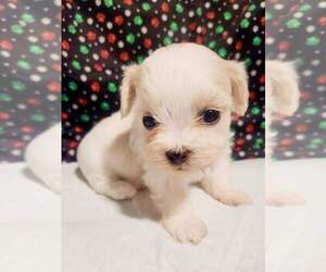 Zuchon Puppy for sale in RICHMOND, MO, USA