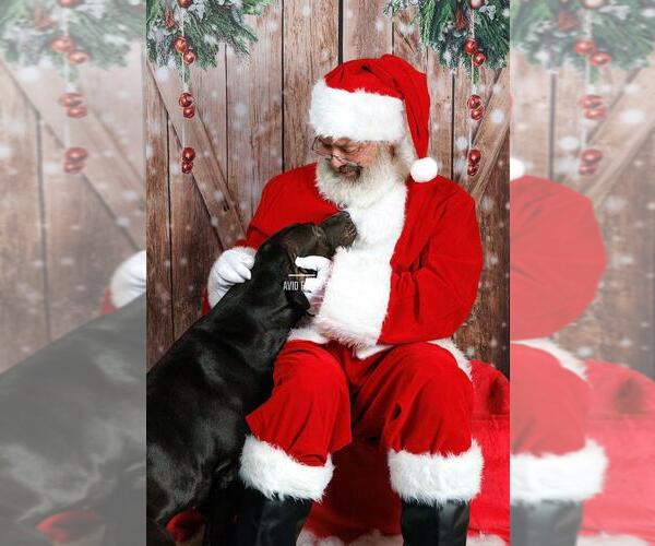 Medium Photo #2 Labrador Retriever-Unknown Mix Puppy For Sale in Rockwall, TX, USA