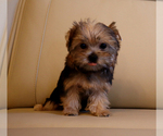 Small #2 Yorkshire Terrier