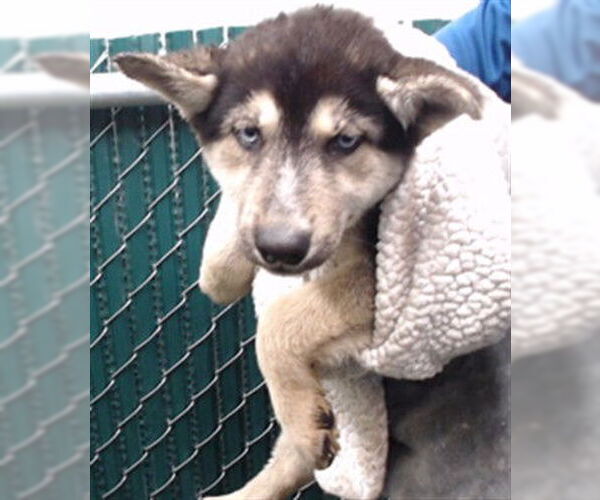 Medium Photo #1 Siberian Husky Puppy For Sale in Downey, CA, USA