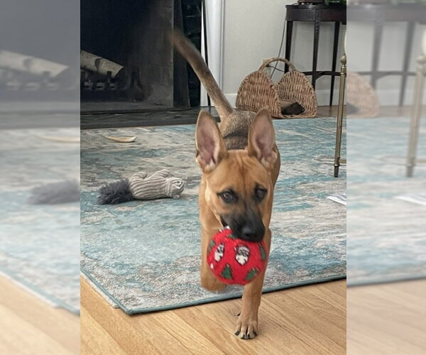 Medium Photo #1 Mutt Puppy For Sale in Genesee, WI, USA