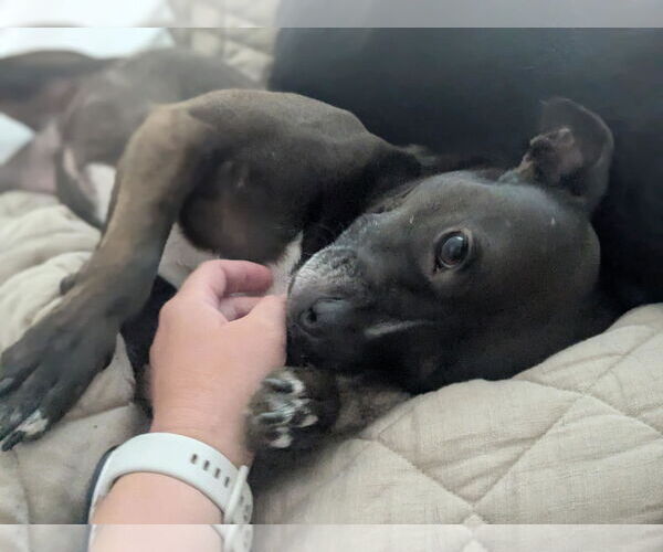 Medium Photo #5 American Pit Bull Terrier-Unknown Mix Puppy For Sale in Germantown, OH, USA