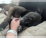 Small #4 American Pit Bull Terrier Mix