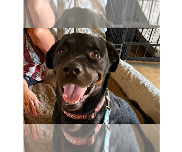 Medium Photo #4 Rottweiler Puppy For Sale in Gilbert, AZ, USA