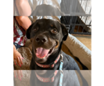 Small #3 Rottweiler