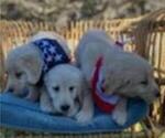 Small Photo #27 Golden Retriever Puppy For Sale in CITRUS HEIGHTS, CA, USA