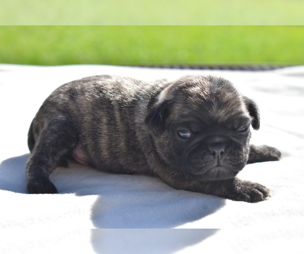 Medium Photo #6 Pug Puppy For Sale in PALM COAST, FL, USA