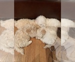 Small Photo #18 Maltipoo Puppy For Sale in MOREHEAD, KY, USA