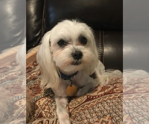 Father of the Maltese-Maltipoo Mix puppies born on 06/25/2019