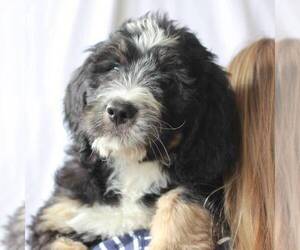 Bernedoodle Puppy for sale in MYERSTOWN, PA, USA