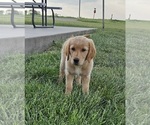 Small #2 Golden Retriever