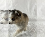 Small #3 Pomsky
