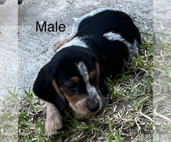 Medium Photo #2 Bagle Hound Puppy For Sale in BUSHNELL, FL, USA