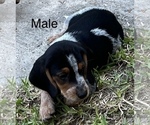 Small Photo #2 Bagle Hound Puppy For Sale in BUSHNELL, FL, USA