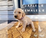 Small Photo #5 Golden Retriever Puppy For Sale in SEMINOLE, TX, USA