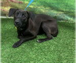 Small #1 Labrador Retriever Mix