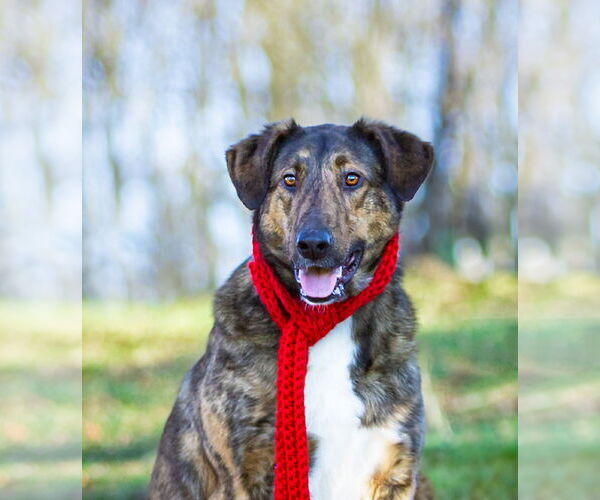 Medium Photo #13 Mutt Puppy For Sale in Unionville, PA, USA