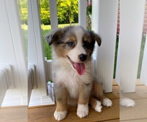 Australian Shepherd Puppy for sale in JEROMESVILLE, OH, USA